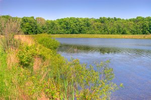 Wetlands pond